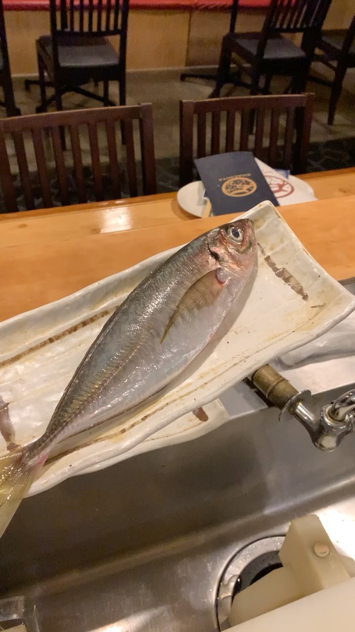 焼き魚力入れていきます️
長崎に、小田原、北海道の鮮魚どんどん使っていきますよ️
