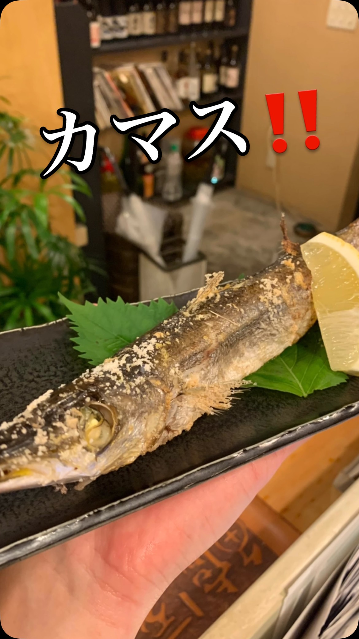 小田原から脂がノリに乗ったカマス届きました
見ただけでわかる美味しそうな肉質をしていて塩焼きジューシーにどうぞ🤤