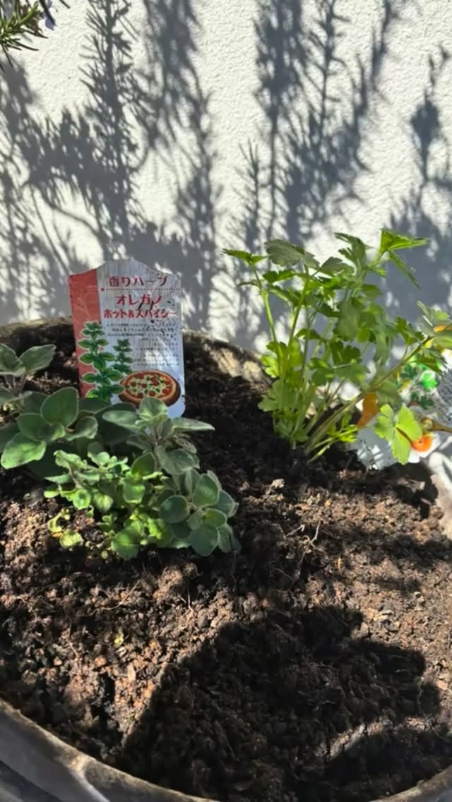 お店の前に、春を仕込みました

色とりどりの花たちと一緒に
鯱家も春モードでお待ちしてます

“いつも同じ、だけど、いつも違う”
そんな季節の変化も楽しんでもらえたら嬉しいです。